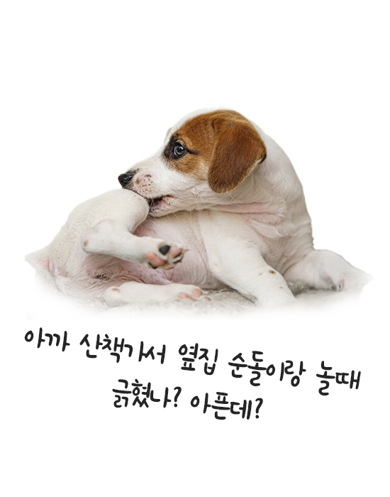 포비겔_상처가 난 강아지